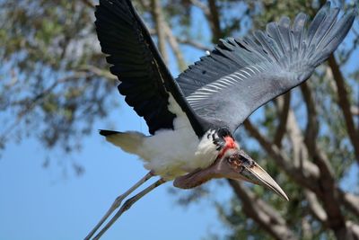 Marabou stork flying at zoo