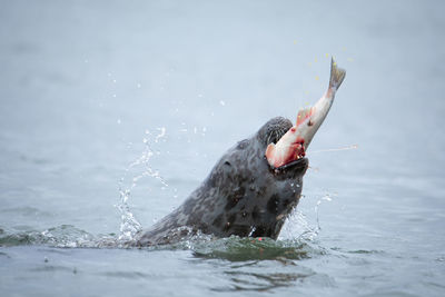 Close-up of a bird in sea