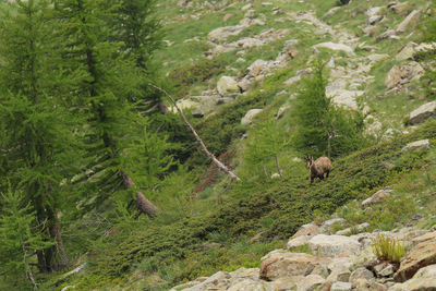 View of an animal on land