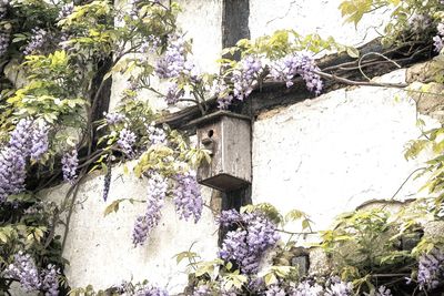 Purple flowering plants by building