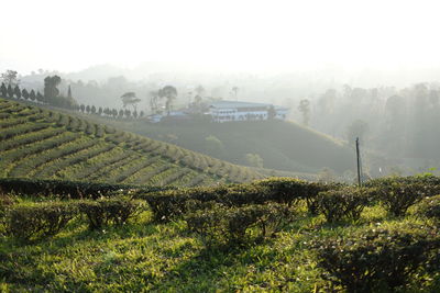landscape