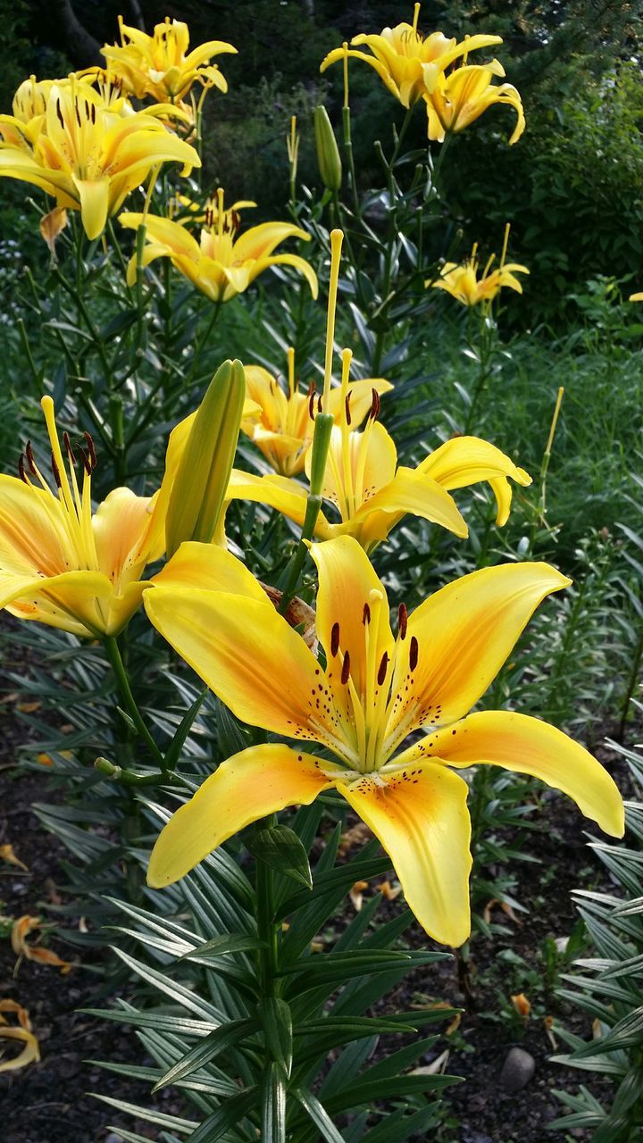 flower, petal, freshness, flower head, yellow, fragility, growth, beauty in nature, blooming, pollen, nature, plant, close-up, in bloom, leaf, blossom, stem, stamen, lily, daffodil