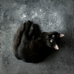 High angle view of black cat sitting on floor
