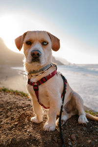 Portrait of a dog on the beach