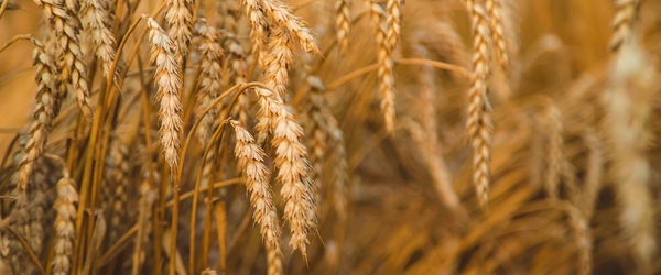 Close-up of wheat growing on field