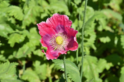 Close-up of pink hibiscus flower