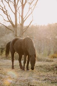 Horse standing on field