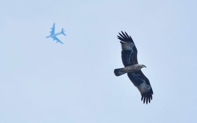 Low angle view of eagle flying against clear sky