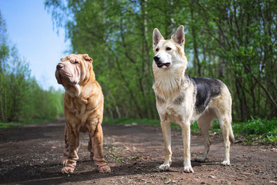 View of two dogs standing against trees