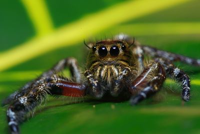 Close-up of spider