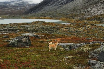 View of a dog on field