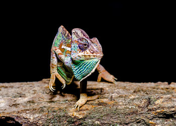 Close-up of lizard on rock