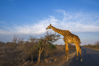 View of giraffe on land against sky