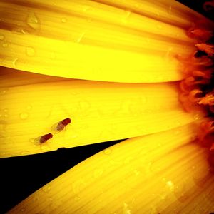 Close-up of bee on yellow flower