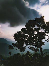 Low angle view of silhouette tree against sky