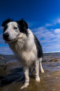 Dog looking away while standing on beach