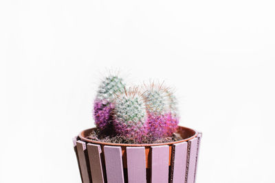 Close-up of potted plant against white background