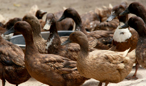 Female and male ducks together to find a pair