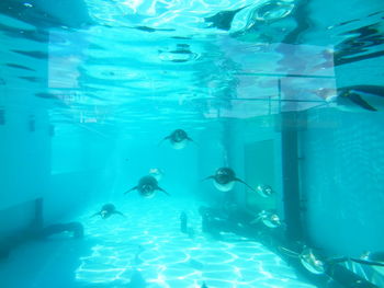 Man swimming in sea