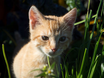 Close-up portrait of cat