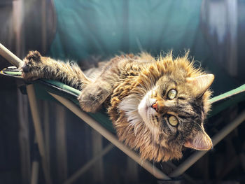 Close-up portrait of a cat