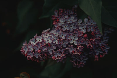 Close-up of red flowering plant