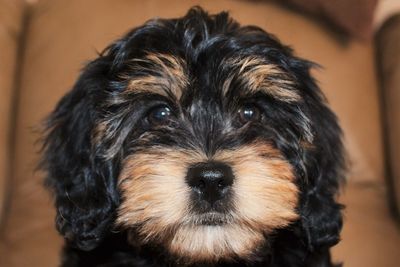 Close-up portrait of dog