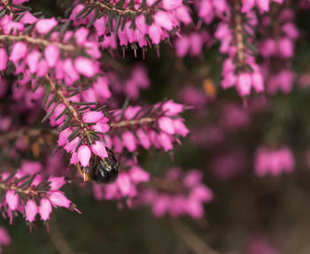 Close-up of pink flowering plant