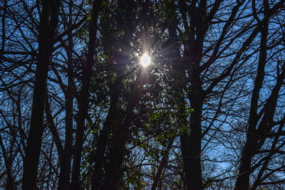 Low angle view of sunlight streaming through trees in forest