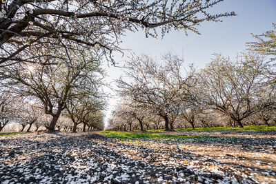 Trees on field