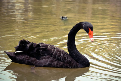 Black swan swimming in lake