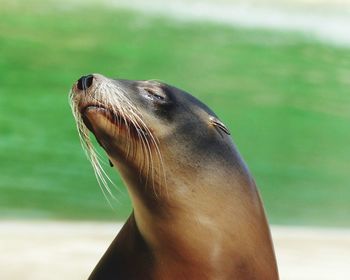 Close-up of sea lion