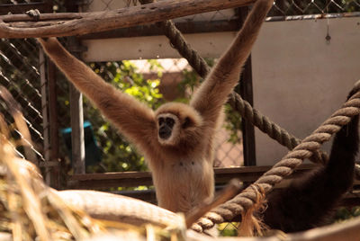 Close-up of monkey on tree at zoo