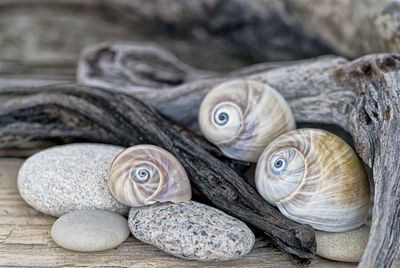 Close-up of snails and stones on wooden table