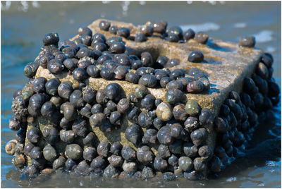 Close-up of pebbles on beach