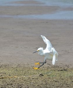 White heron flying over beach