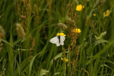 Close up of yellow flowers blooming in field