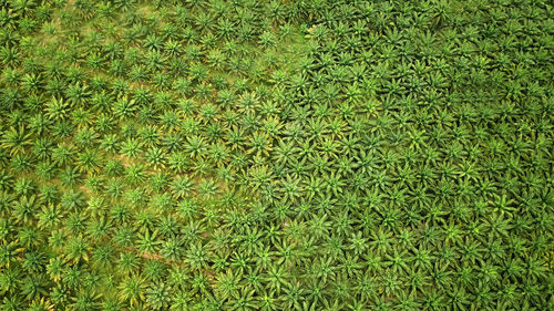 Full frame shot of plants on field