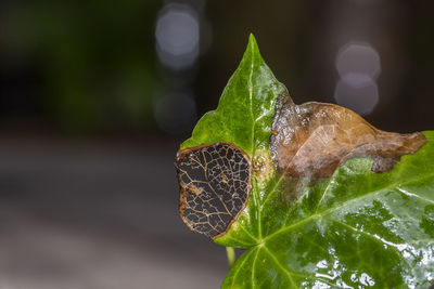 Close-up of water drops on leaves