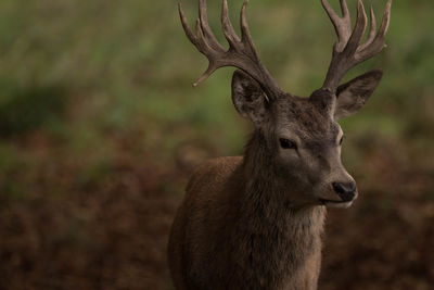 Close-up of deer on field