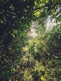 Low angle view of trees in forest against sky