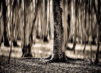 View of trees in the dark