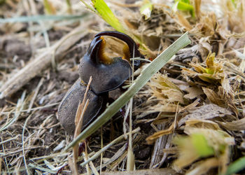 Close-up of a bird on land
