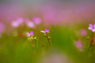 Close-up of insect on pink flower