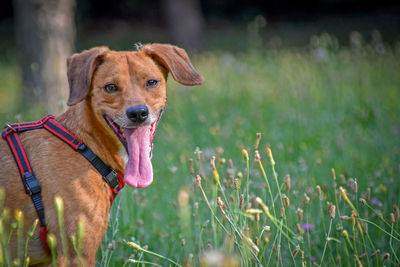 Portrait of dog sticking out tongue on field