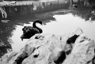 Swan swimming in lake