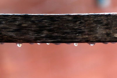 Close-up of leaf against blurred background