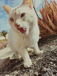 Close-up portrait of white cat