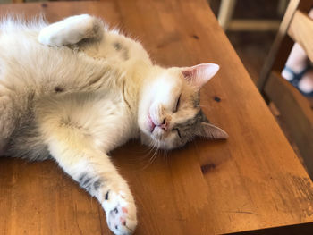 Close-up of cat lying on table