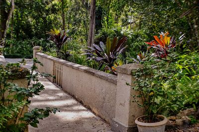 Plants growing in garden